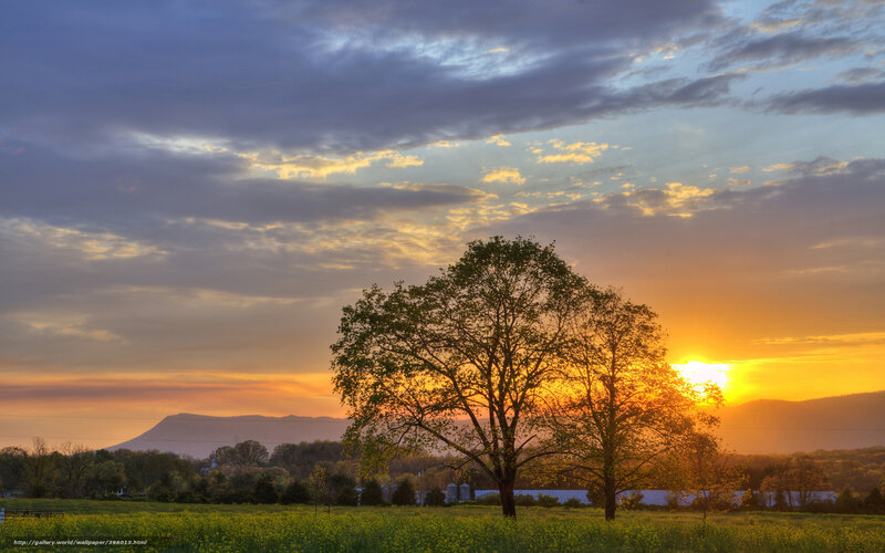 Tree in Field at Sunset — Orange, Serene, Photograph, Mountain