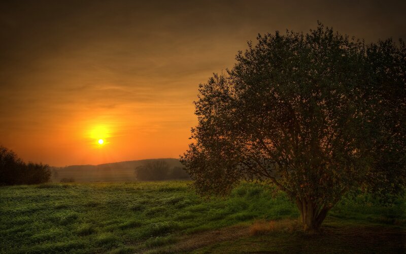 Tree in Field at Sunset — Orange, Serene, Photograph, Sun, Hills, Green