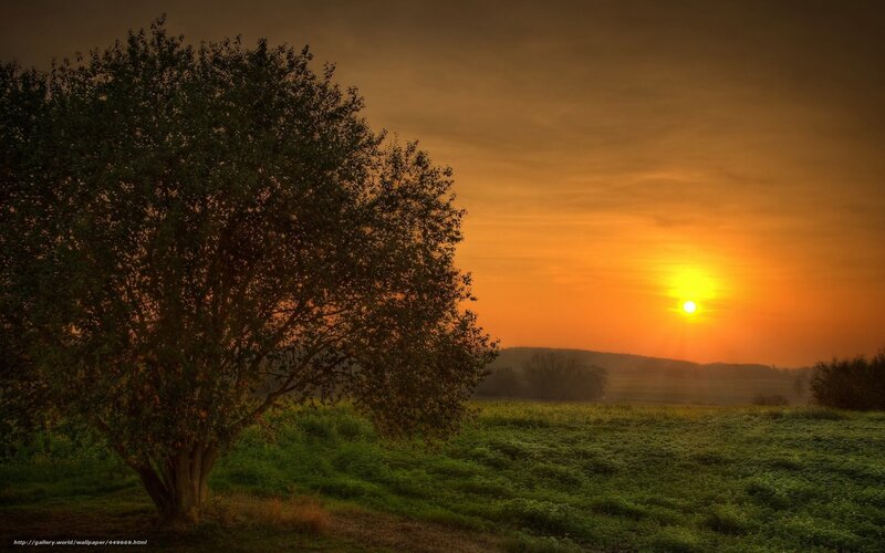 Tree in Field at Sunset — Orange, Serene, Photograph, Sun