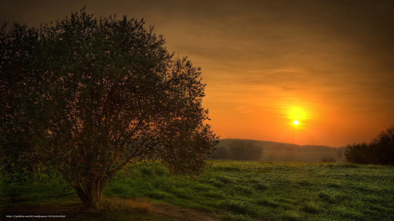 Tree in Field at Sunset — Orange, Serene, Photograph