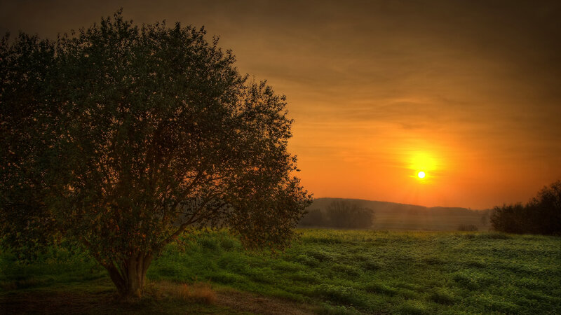 Tree in Field at Sunset — Orange, Serene
