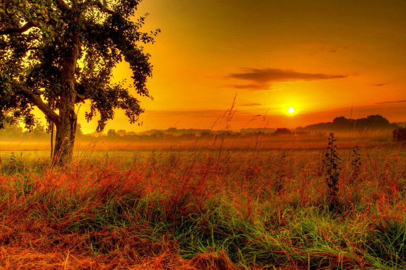 Tree in Field at Sunset — Orange