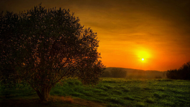 Tree in Field at Sunset