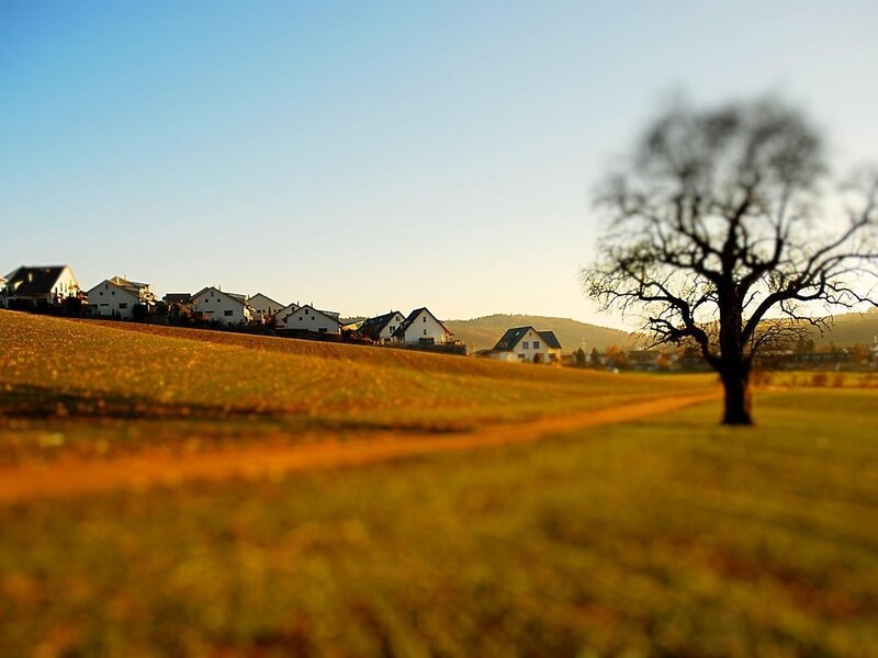 Tree in Field with Houses