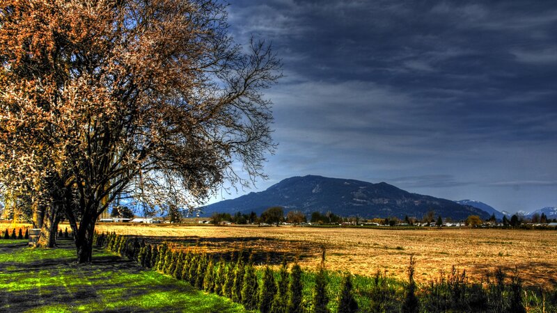 Tree in Field with Mountain