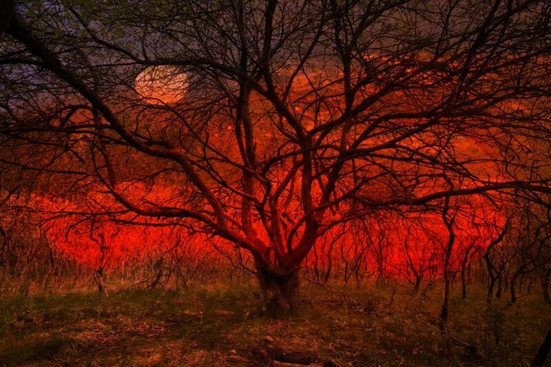 Tree in fiery sunset