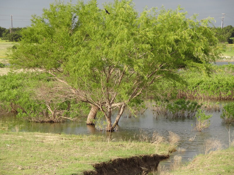 Tree in Flooded Area — Green