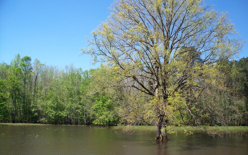 Tree in Flooded Area