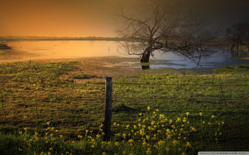 Tree in Flooded Field — Green