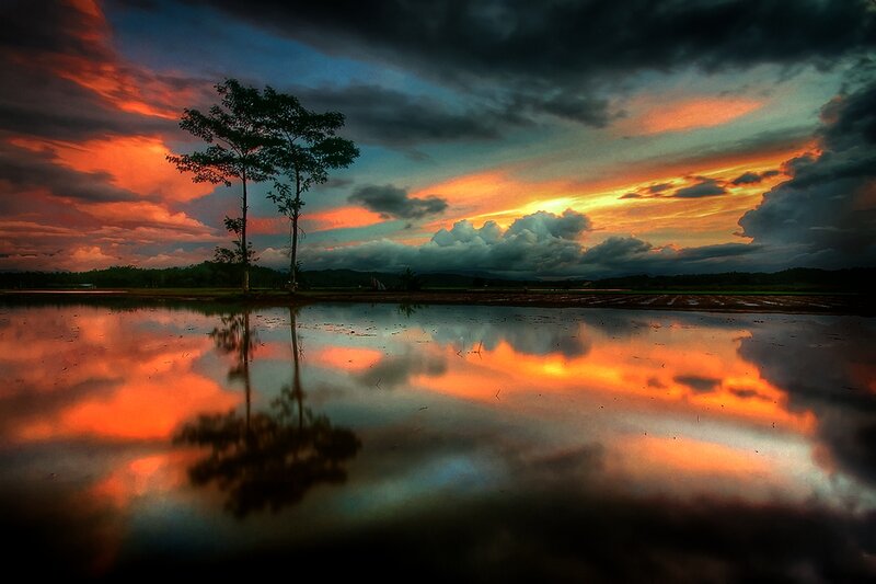 Tree in Flooded Field — Orange