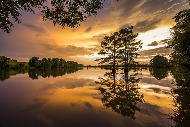 Tree in Flooded Lake