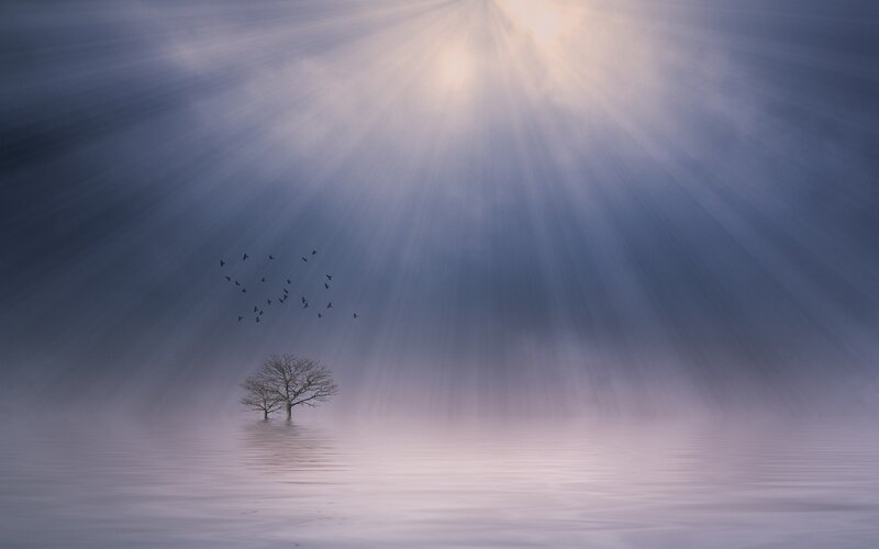 Tree in Flooded Landscape