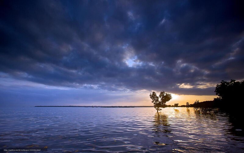 Tree in Flooded Water