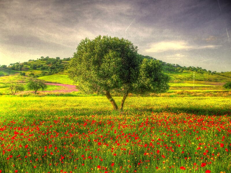 Tree in Flower Field — Red