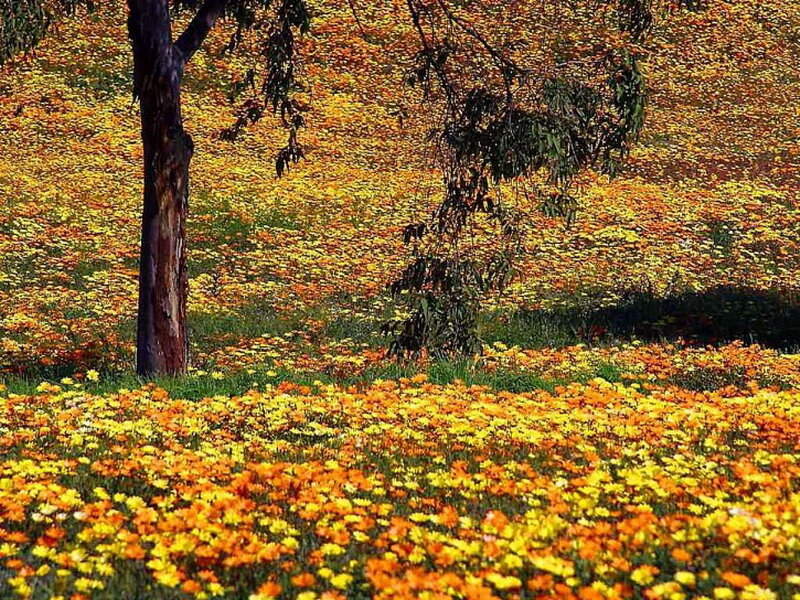 Tree in Flower Field