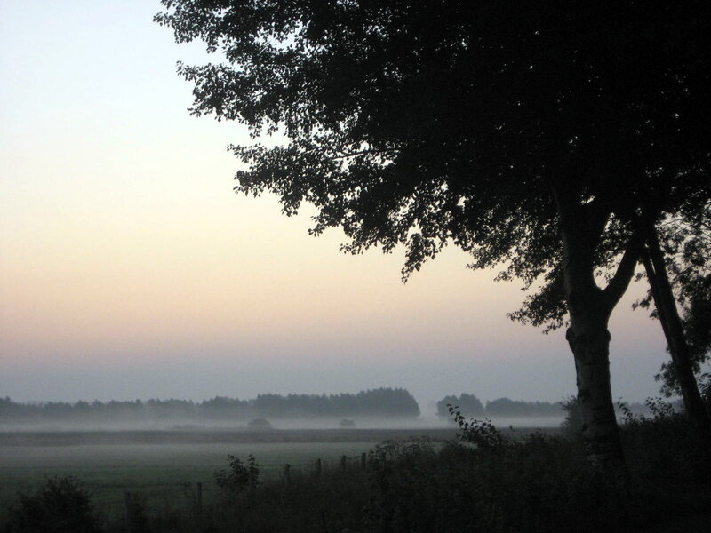 Tree in Foggy Field — Gray, Serene