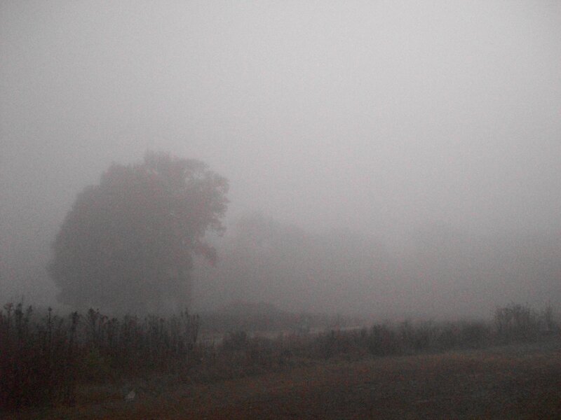 Tree in Foggy Field — Gray