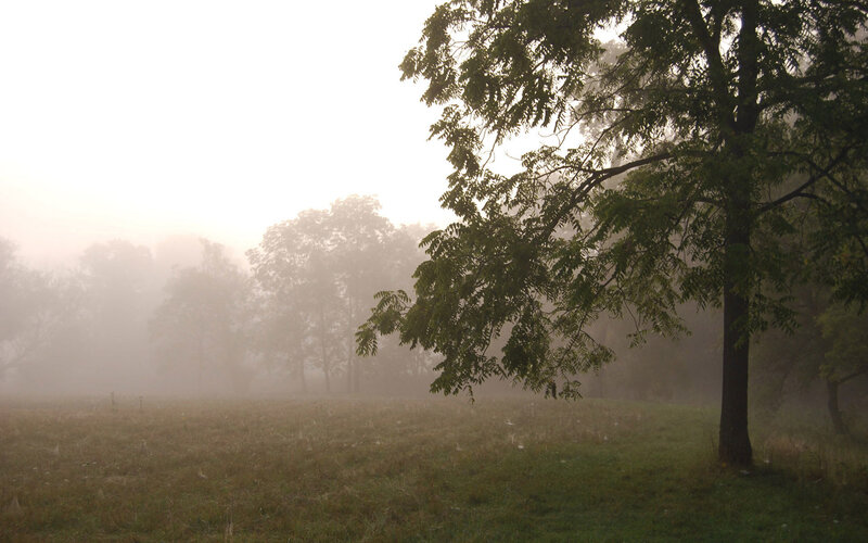 Tree in Foggy Field — Green, Misty