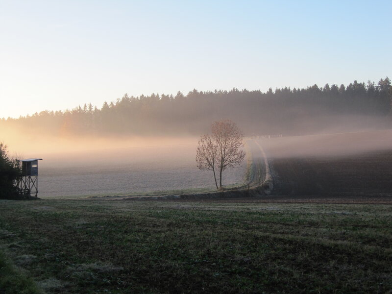 Tree in Foggy Field — Green