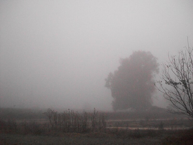 Tree in Foggy Field