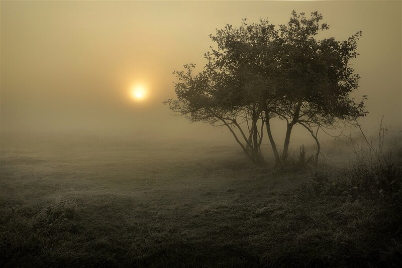 Tree in Foggy Field — Yellow