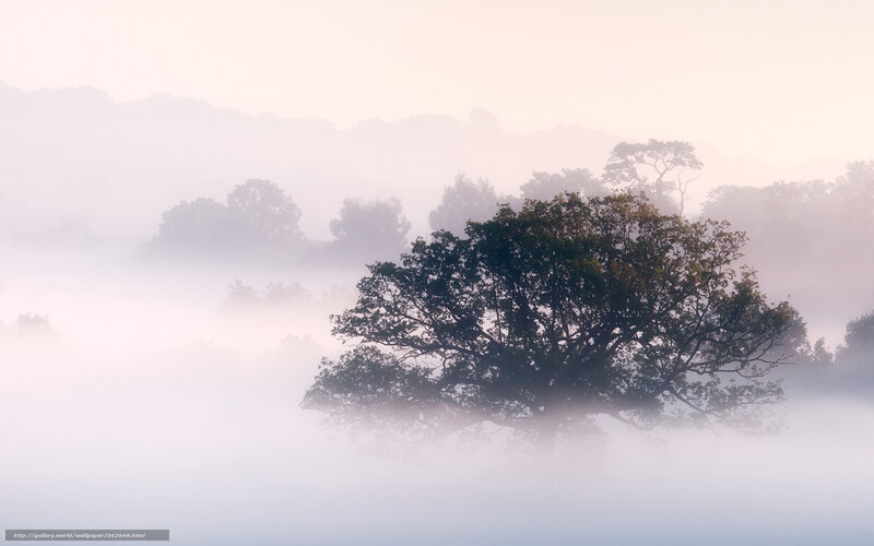 Tree in Foggy Landscape — White, Serene