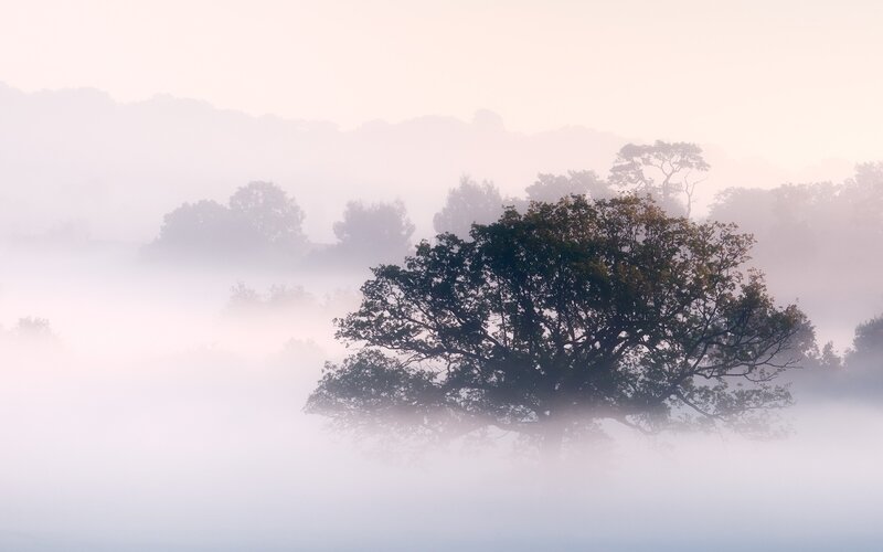 Tree in Foggy Landscape — White