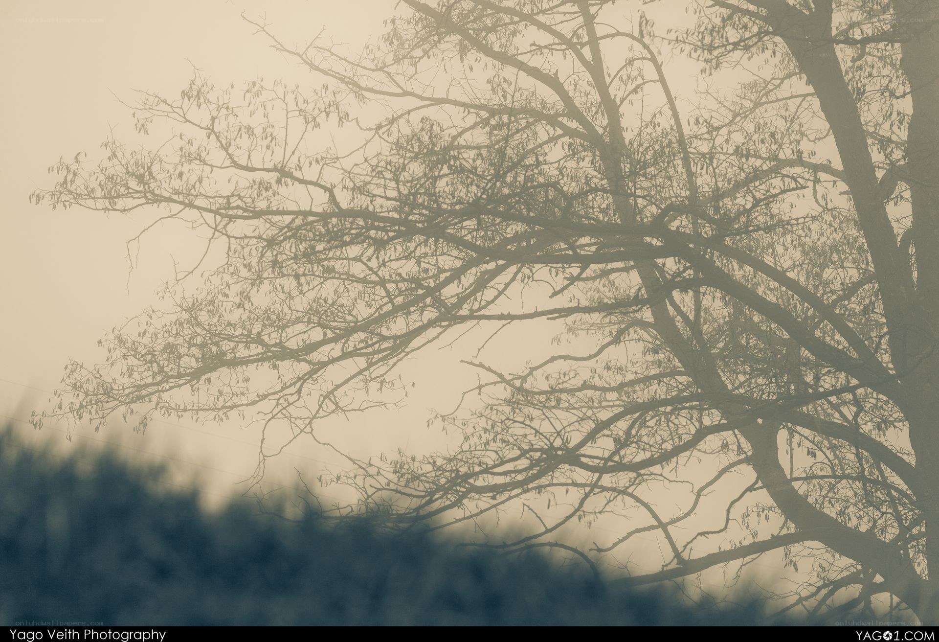 Tree in Foggy Landscape