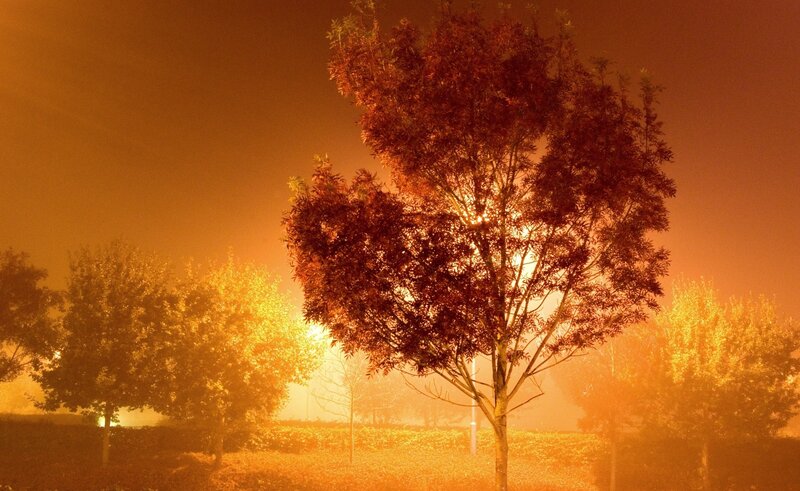Tree in Foggy Night