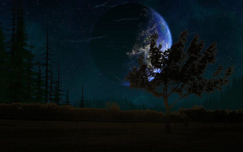 Tree in Forest at Night