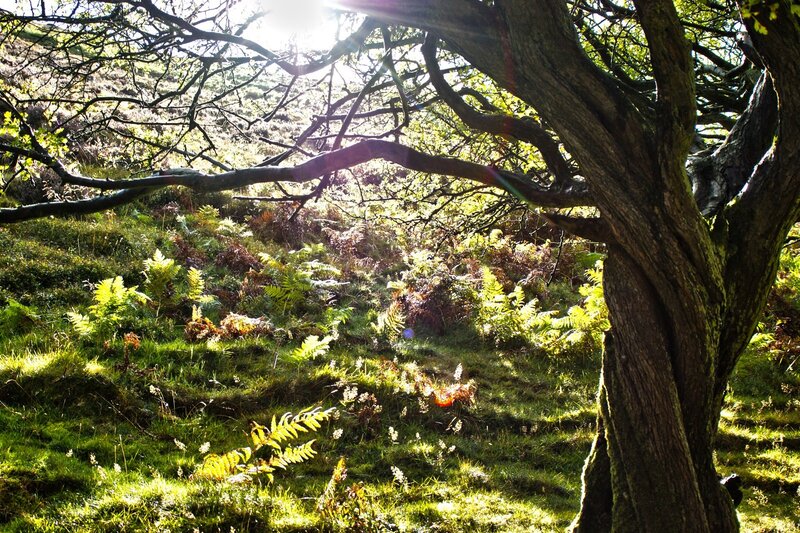 Tree in Forest Clearing — Green