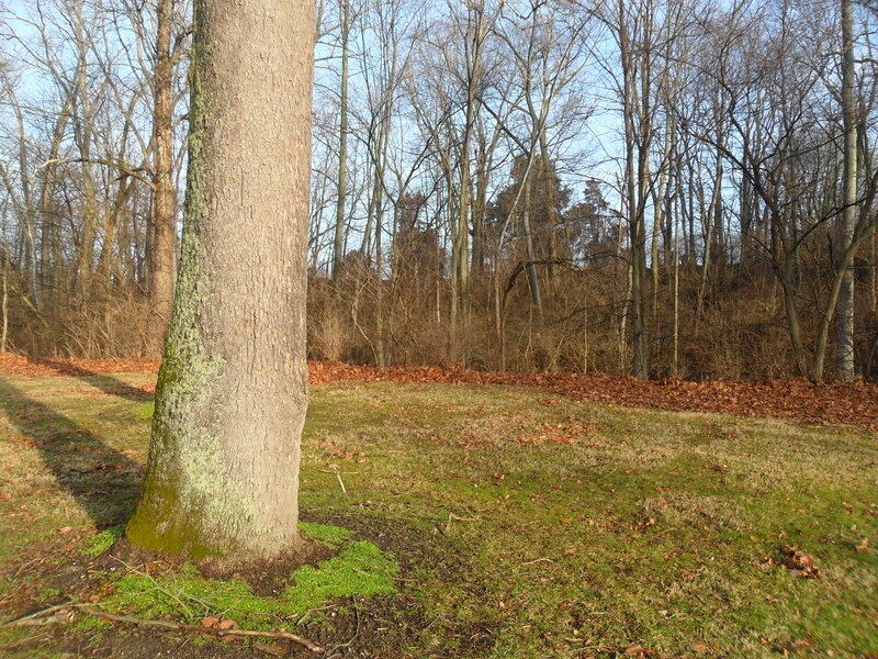 Tree in Forest Clearing