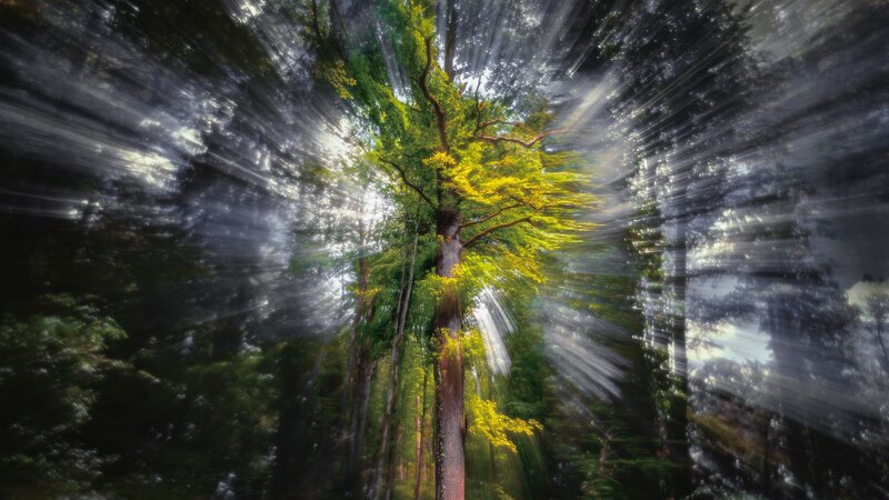 Tree in Forest — Green, Dramatic