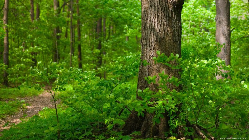 Tree in Forest — Green, Serene, Spring