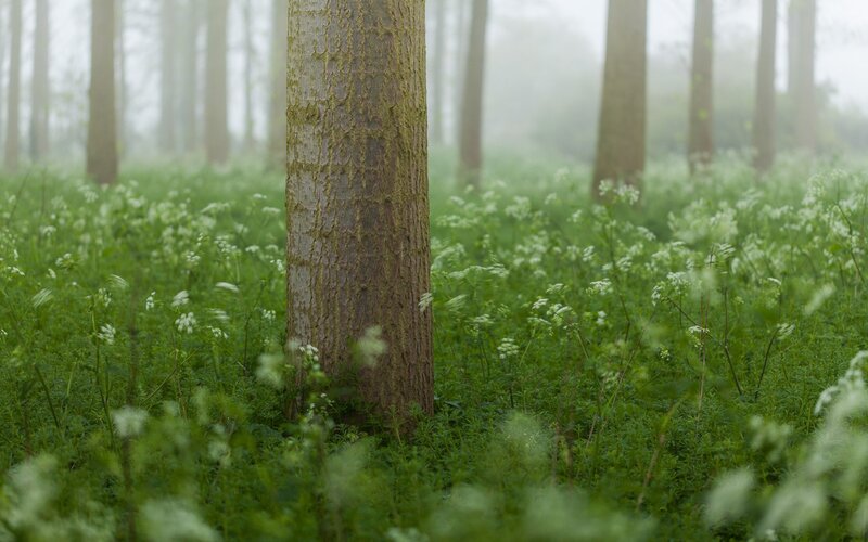 Tree in Forest — Green, Serene