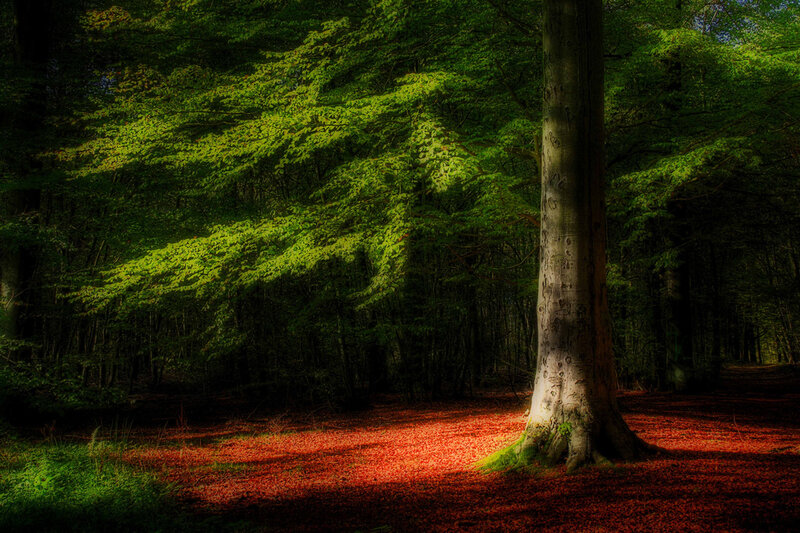 Tree in Forest — Green