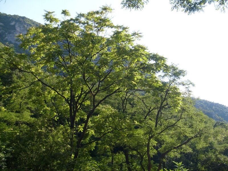 Tree in Forest