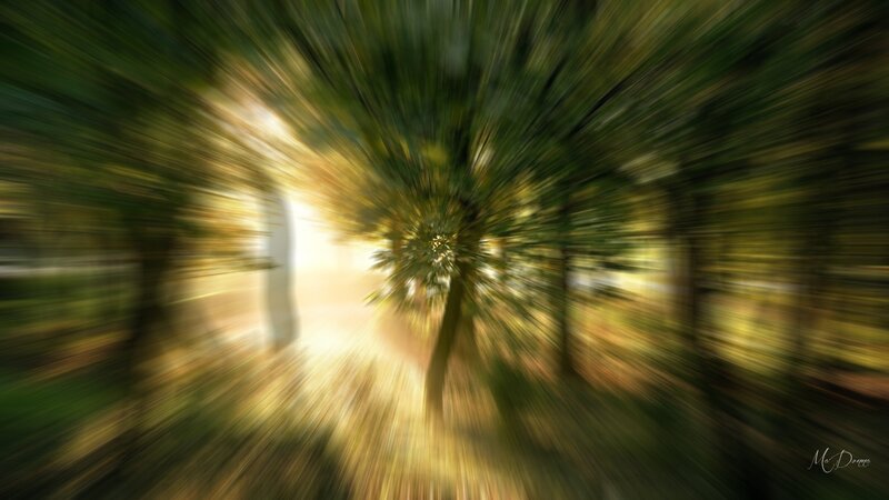 Tree in Forest Tunnel