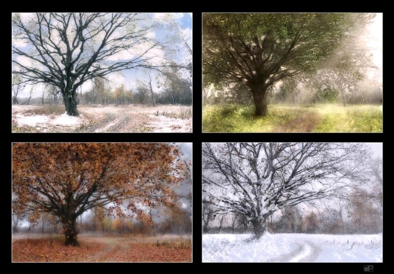 Tree in Four Seasons