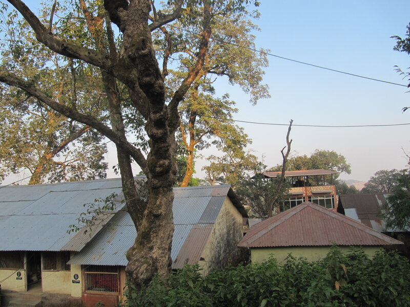 Tree in Front of Buildings