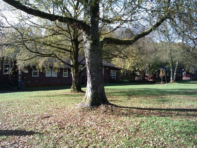 Tree in Front of Cabins