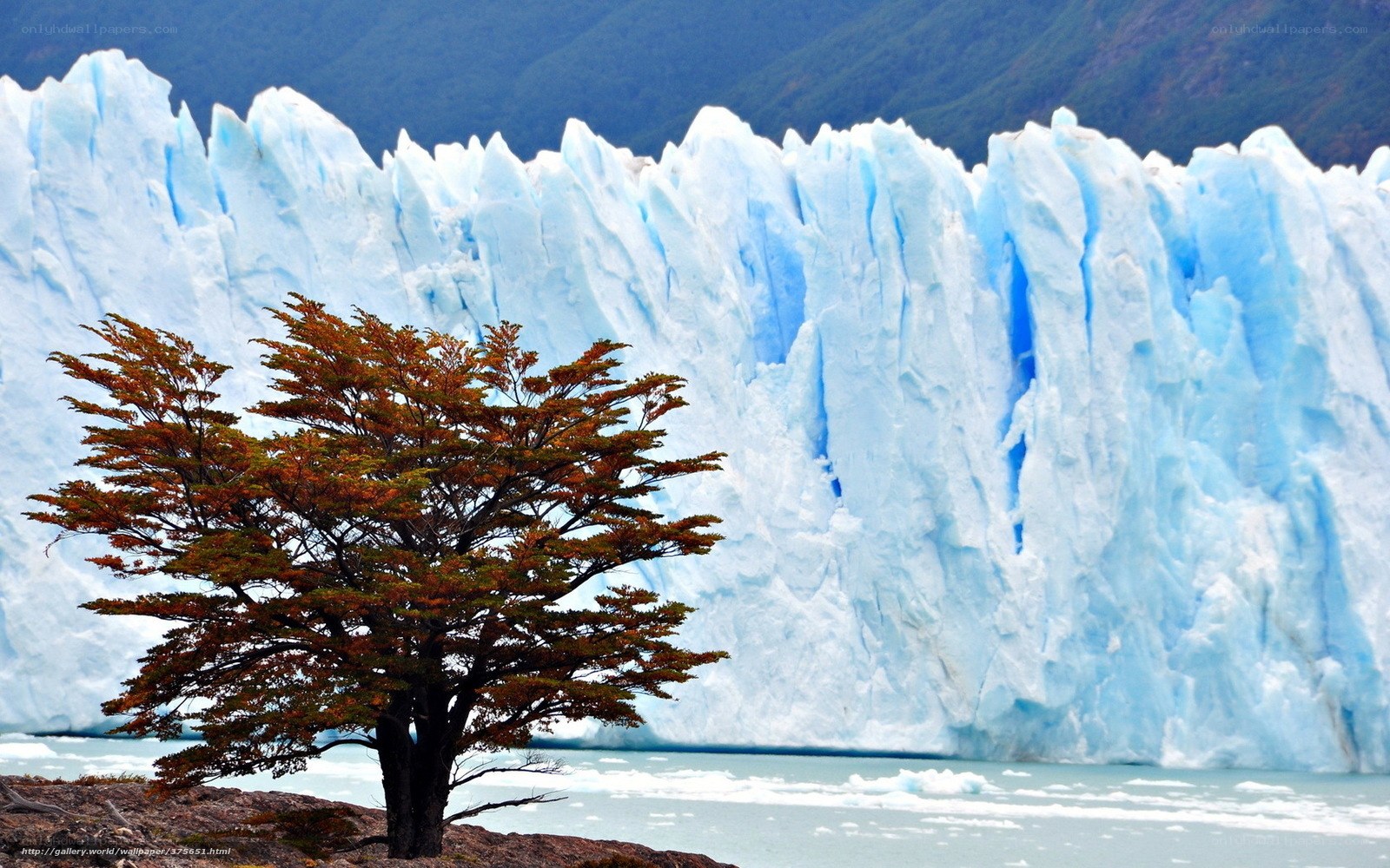Tree in front of glacier