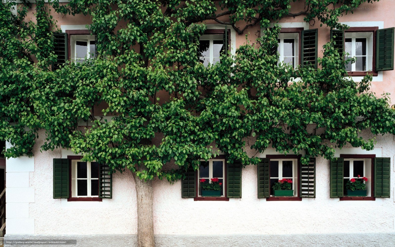 tree in front of house