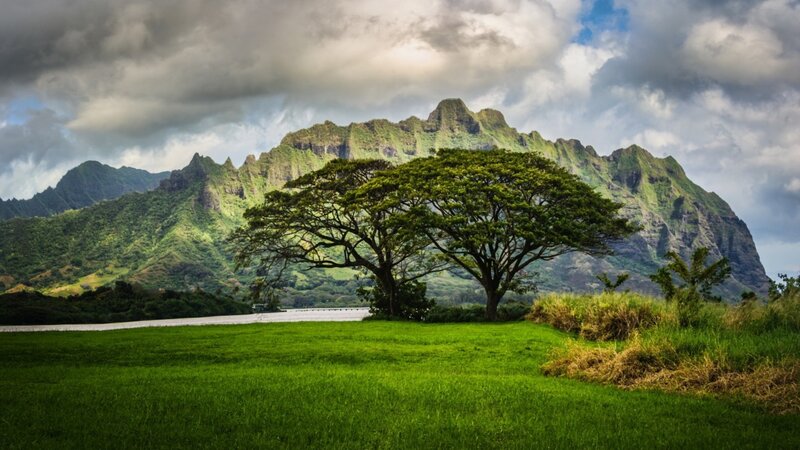 Tree in Front of Mountains — Green
