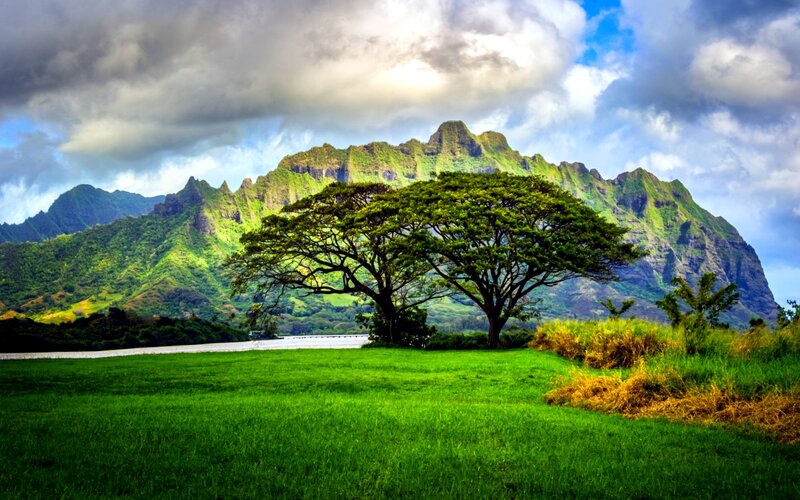 Tree in Front of Mountains