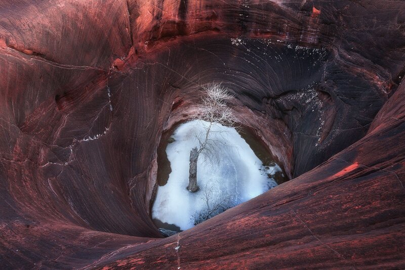 Tree in Frozen Pool