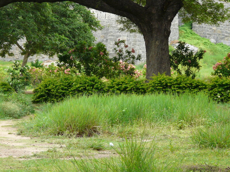 Tree in Garden