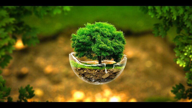 Tree in Glass Dome
