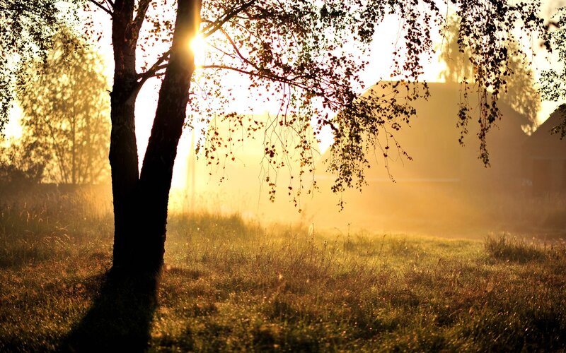 Tree in Golden Light — Gold