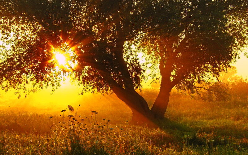 Tree in Golden Light